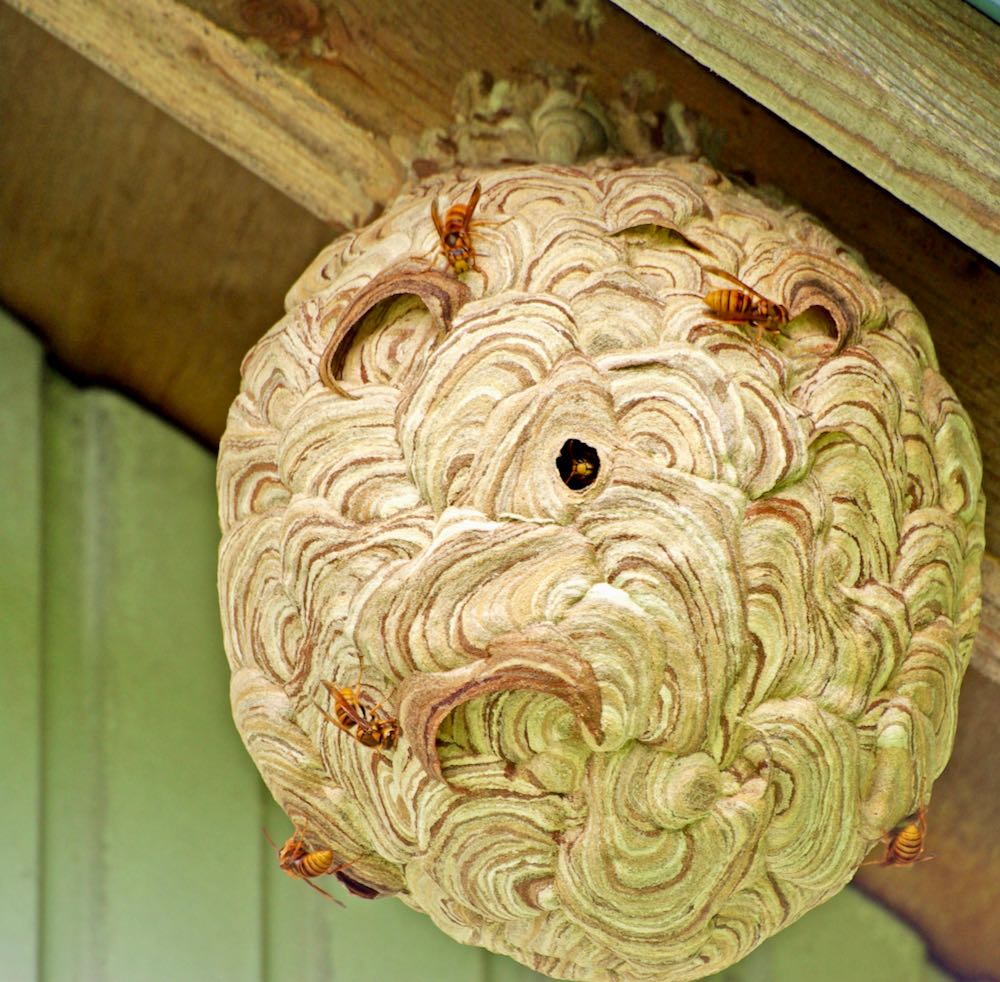 ハチの巣駆除作業の様子