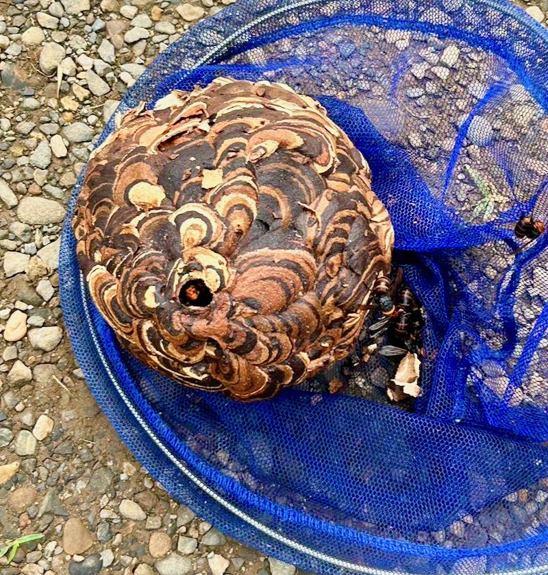 迅速に駆けつける駆除車両